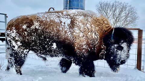 Big Joe is Lovin the Snow | Winter Storm!