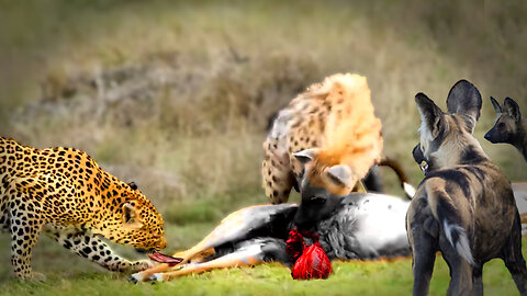 13 Savage Wildlife Battles hyena