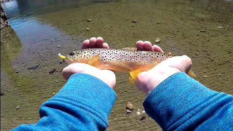 Trout Fishing Below The Dam