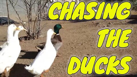 Chasing the ducks.