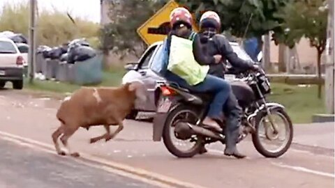 An angry goat, constantly attacking passers-by, knows that retribution comes so quickly