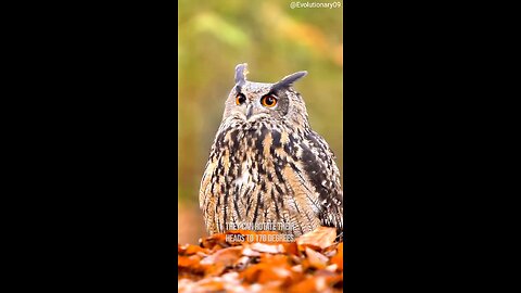 Owls with killer instincts