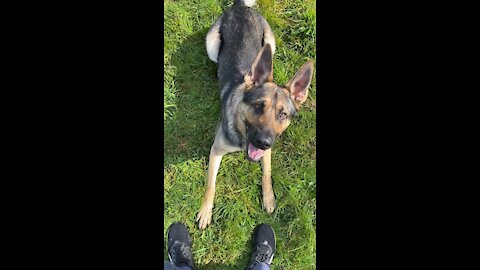 Excited working German Shepherd puppy does some training in the park