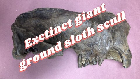 Giant ground sloth “Megalonyx” discovery!