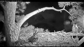 Great Horned Owls Visit Nest 🦉 1/8/22 6:26 AM