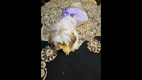 Rosie's New Year Dress (Featuring Rosie The Shihtzu)