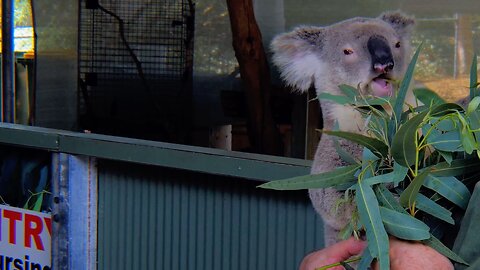 Charming Koala Feasts on Eucalyptus Leaves Australia