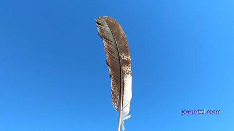 Eagle Peacock Feathers, Peacock Minute, peafowl.com