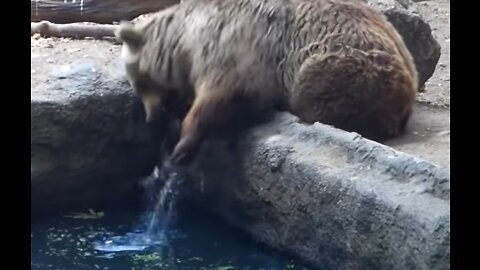 Bear Saves Bird From Drowning