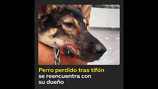 Un perro ‘llora’ al encontrarse con su dueño tras un supertifón