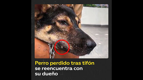 Un perro ‘llora’ al encontrarse con su dueño tras un supertifón