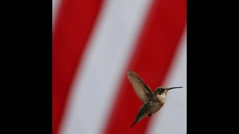 Fulton Texas hummingbirds