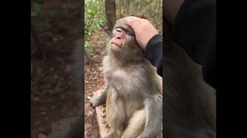 Monkey Funny video india army