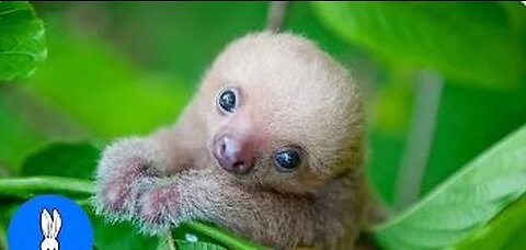 Baby Sloths Being Sloths - FUNNIEST Compilation