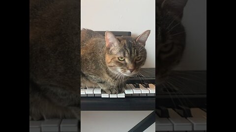 I'm a cat who loves to spend time at the piano.