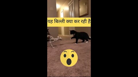 यह बिल्ली क्या कर रही है🤔What is this cat doing👈