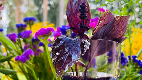 What do you know about purple basil?