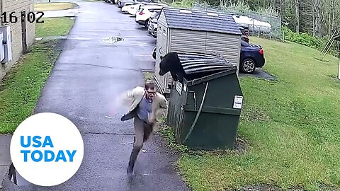 Bear inside elementary school trash dumpster startles principal | USA TODAY