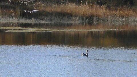 Wild goose and drone