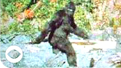 Does Bigfoot Exist?