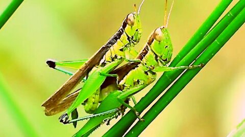 Mating of Grasshoppers