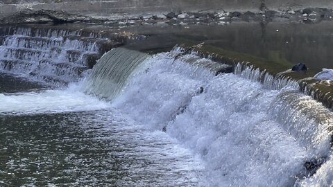 Salmon run Humber River 2022 edition 27