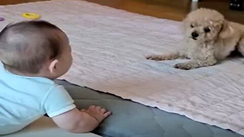 Adorable Dog And Baby Playing Together Will Melt Your Heart!