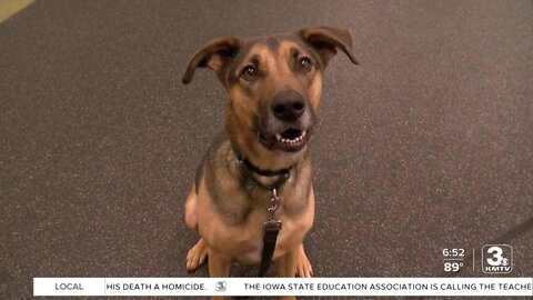 Adoption Option: Link at the Nebraska Humane Society