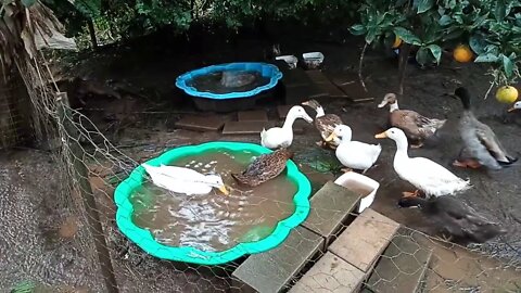 Indian Runner Ducks, in and around the pond 18/06/2020