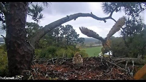 Mom Soars to Pines Across Fairway 🦉 3/24/22 11:06