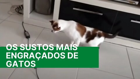 Os Sustos mais engraçados de Gatos