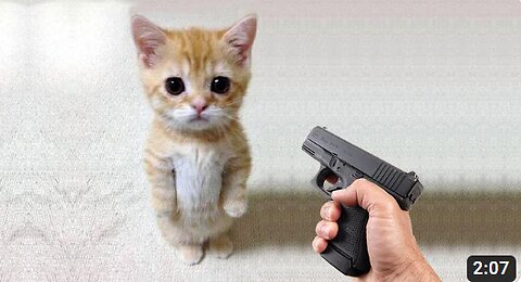 Funny cat 😽 vs Gun 🔫 - Funny Animals 😂 playing dead on finger shot Compilation || Animal Gags