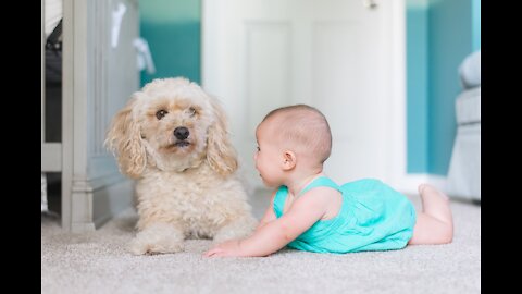 Cute Dog Bailey Loves and Hugs little Baby