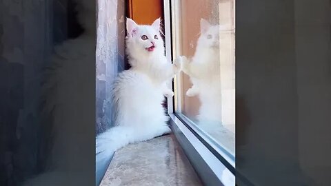 Cute kitten staring at the window #cute #cat #shorts #kitten