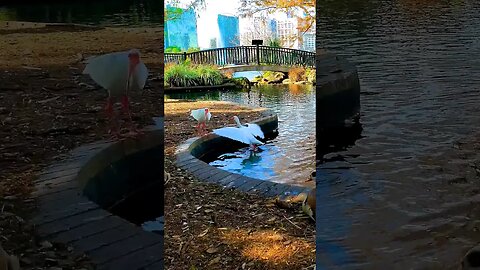 White Ibis at the pond #shorts