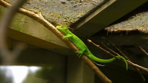 Handheld shot of green gecko sitting on tree branch in terrarium