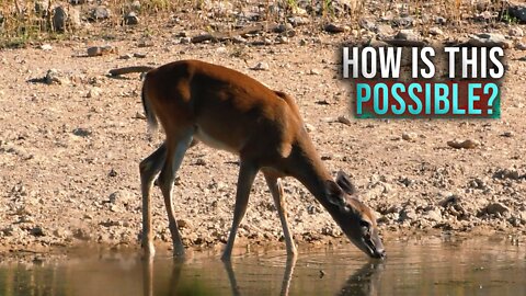 How Deer Drink Water Without Getting Sick