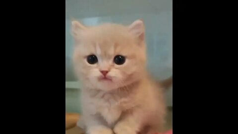 kitten sound, Cute kitten 😸736 😸