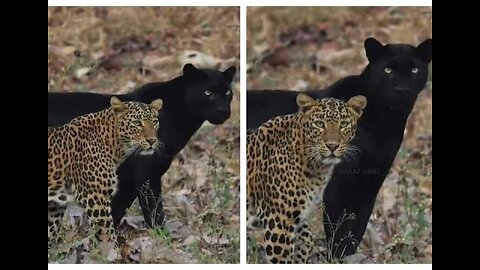 Black Panther and Leopard walking together - funny videos