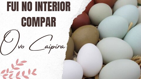 COMPRANDO OVOS DE GALINHA CAIPIRA NO INTERIOR | RAIZES DO REI