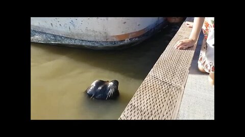 Sea Lion Grabs And Pulls Girl Into Water