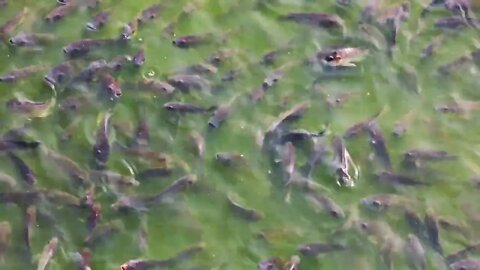 Closeup shot of Fish Feeding in Hindu temple