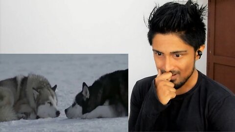 The more I learn about people the more I love dogs "Eight Below" - "Moment of peace" REACTION