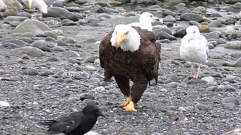 Bald Eagle Walking!