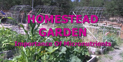 HOMESTEAD GARDEN - Importance Of Micronutrients