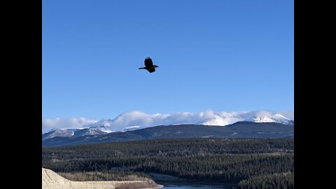 Raven's Dance