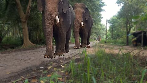 Chandi Elephant goes on the road in the morning