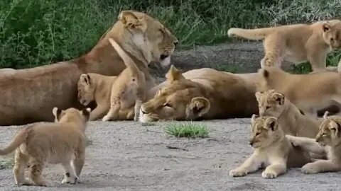 Lions Cute little Babyes Video shorts #r150shorts #youtubeshorts #ytshorts #animals