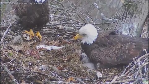 Hays Bald Eagles Dad brings fish gets PS d on by Eaglet 4322 1114am