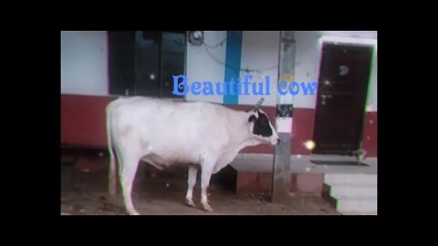 Cow is the best pet,#shorts,#cow,#,cowpet,#,cowlover,#animal,#animallover,#viral,#gowmatha,#trending